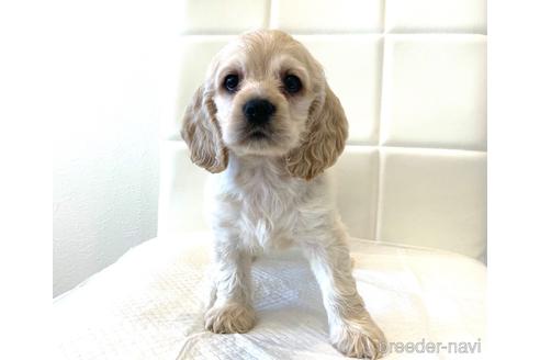 成約済の滋賀県のアメリカンコッカースパニエル-141221の1枚目